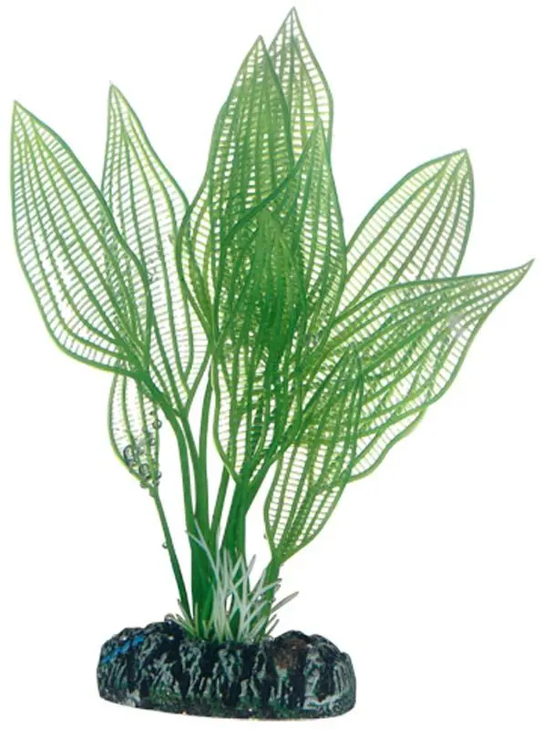 Hobby Aponogeton 16 cm